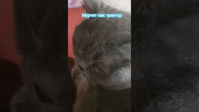 Моя кошка диана смотреть онлайн