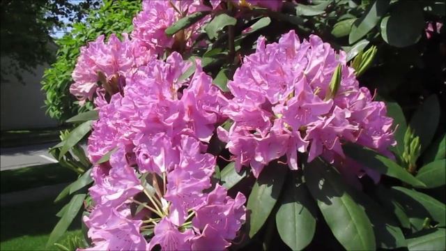 When Lilacs Last in the Churchyard Bloomed смотреть онлайн