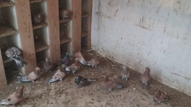 #Голуби #Дагестана. Голуби Кладий Игоря в Мамедкале! смотреть онлайн