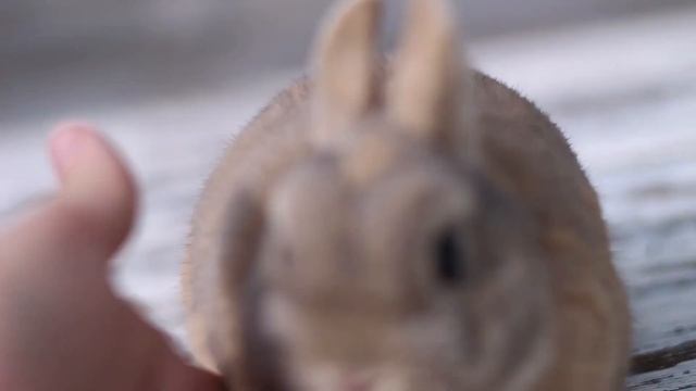 Декоративный кролик минор, окрас люкс смотреть онлайн