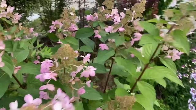 Сентябрьский сад/ убираю урожай/ обработка растений/ Ленинградская область смотреть онлайн