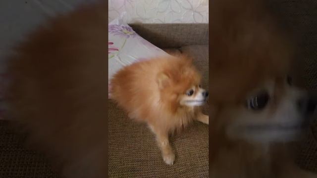 Пес (Изюм ) чихает смотреть онлайн