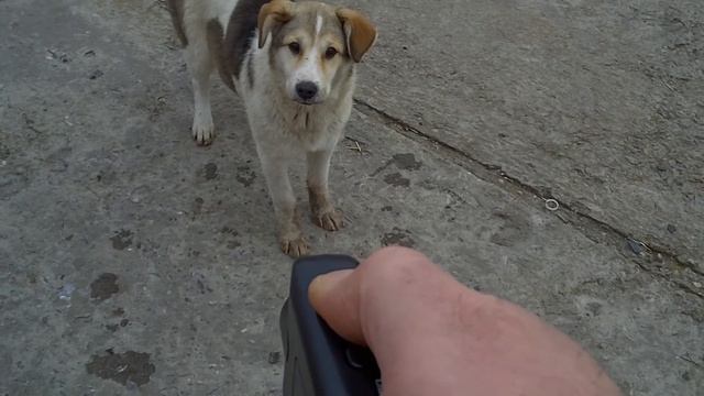 Отпугиватель собак. Демонстрация работы. смотреть онлайн