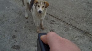 Отпугиватель собак. Демонстрация работы.