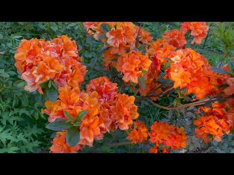 Июнь в Саду 14 июня 2023