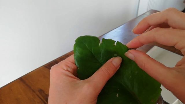 Размножение каланхое листом. Укорененние в воде. Детки каланхое. смотреть онлайн