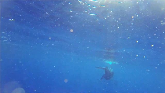 В гостях у кашалотов смотреть онлайн