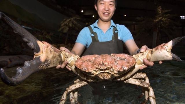 Самый большой камчатский краб смотреть онлайн