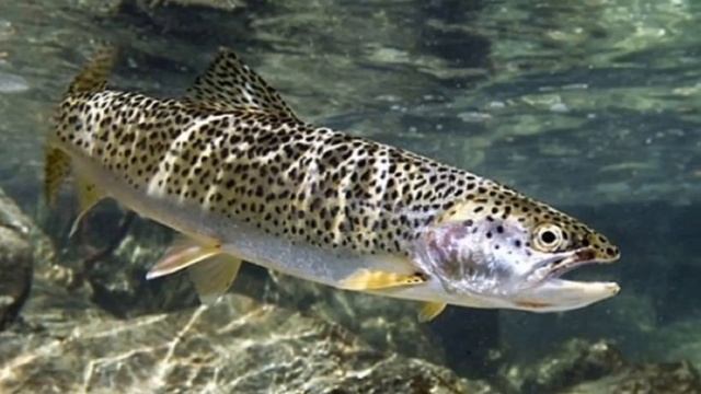 Разведение форели в пруду как бизнес идея рыбного хозяйства | Рыбоводство смотреть онлайн