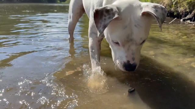 БУДЕТ ЛИ ПЛАВАТЬ ТЭФФИ | ВПЕРВЫЕ НА РЕЧКЕ ГЛУХОЙ СТАФФОРД | ОДИН ДЕНЬ ИЗ НАШЕЙ ЖИЗНИ смотреть онлайн