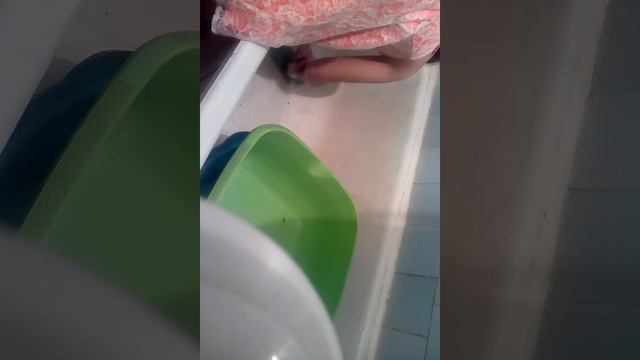 Как купать морскую свинку