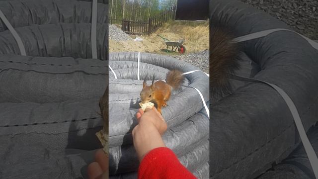 Белка город Мурманск смотреть онлайн