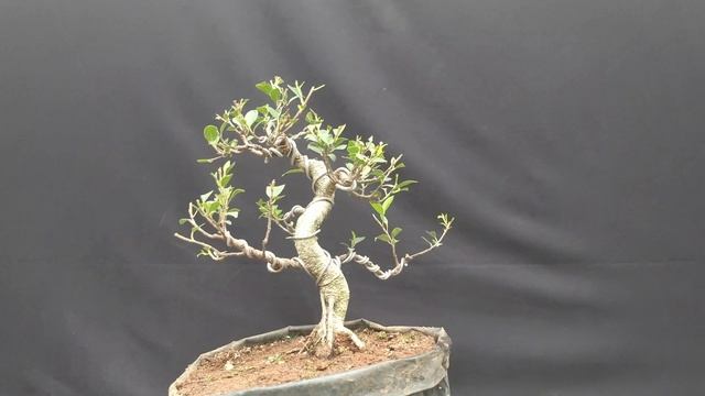 Ficus Microcarpa Bonsai Material - FM_M6 смотреть онлайн