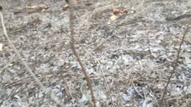 Зимние грибы. Фламмулина бархатистоножковая (Flammulina velutipes) 17.02.2022г. смотреть онлайн
