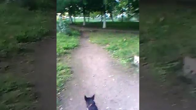 Гуляю со своей собакой в городе . смотреть онлайн