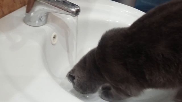 Кошка пьет воду из-под крана (cat drinks water from the tap) смотреть онлайн