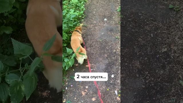 Как и всегда… #corgi #funny #животные #коргипемброк #animals #pembroke #funnyanimals #shorts смотреть онлайн
