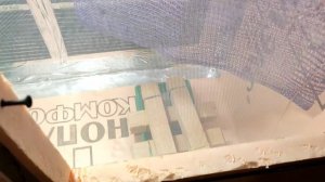 Предкуколка Черной Львинки Отправилась в Инсектарий