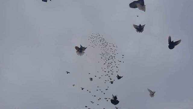 Голуби п. Степное Саратовскои области Рузманова В.В. смотреть онлайн
