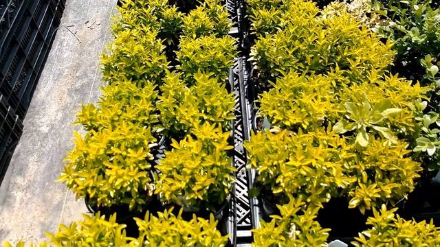 Growing Different Varieties Of Euonymus In Contains And In The Garden смотреть онлайн