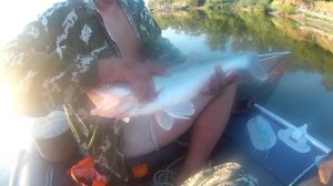 СУДАК на троллинг  Рыбалка с лодки на Дону 2021