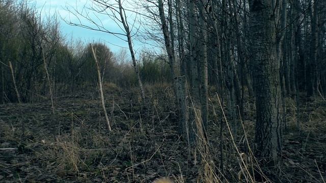 Swamp trees / Болотные деревья смотреть онлайн