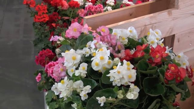 Begonia x 'Tophat White' : Innovert® d'or 2018 смотреть онлайн