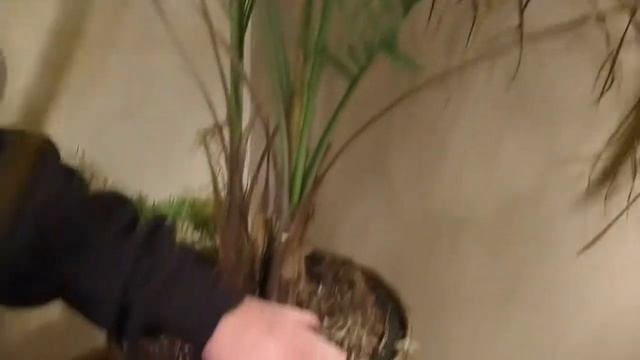 Why Is Our Palm Plant Turning Brown смотреть онлайн