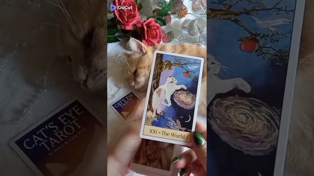Совет Таро ✨ Мир ✨ Вселенная #картытаро #таро #котики #гадание #tarot #cat #советтаро #предсказание смотреть онлайн