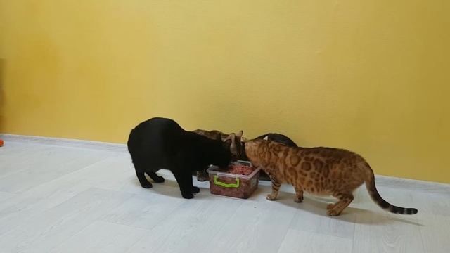 Как содержатся котята в питомнике бенгальских кошек Benganelio и процесс кормления. смотреть онлайн