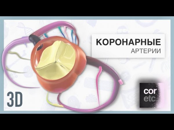 Анатомия коронарных артерий 3D