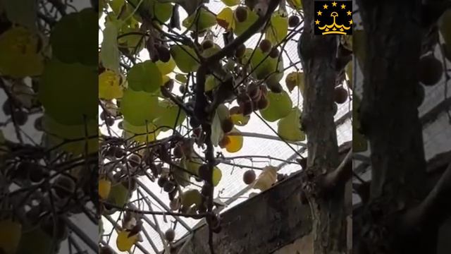Киви дар Тоҷикистонам мебуромадай смотреть онлайн
