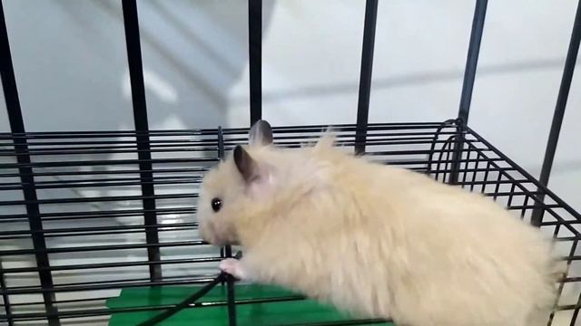 хомяк знает как сбежать... смотреть онлайн