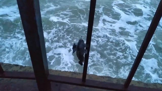 Где и как ловить рапаны в Черном море? ПОДНОЖКАМИ Бички на удочку зимой с берега! смотреть онлайн