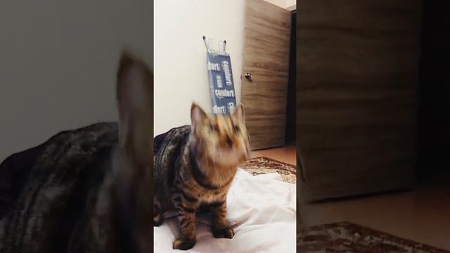 Кошка-пёс, носит игрушки смотреть онлайн