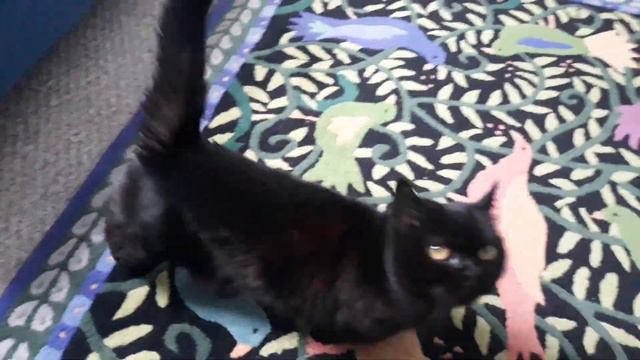 A Black Munchkin Cat Meows off about Shane Dawson 🐾🐾 смотреть онлайн