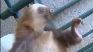 Смешные ленивцы