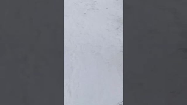 Самая умная кошка в мире дрессировка / The smartest cat in the world training смотреть онлайн