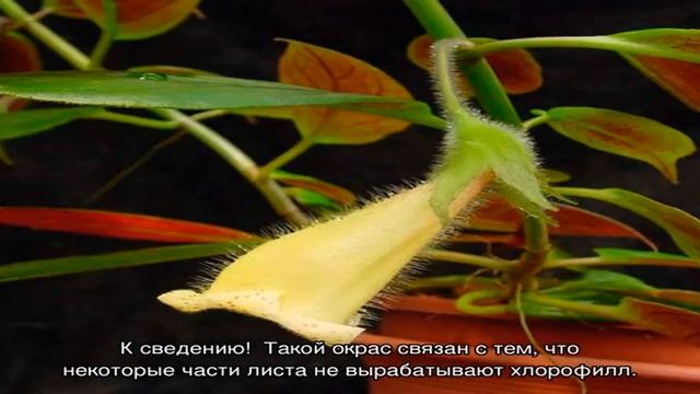 Нематантус — уход в домашних условиях за комнатным растением смотреть онлайн