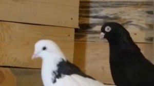 Гусь - хрустальный, голуби Жени Скворцова.