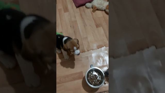 бигль щенки ❤❤❤ смотреть онлайн