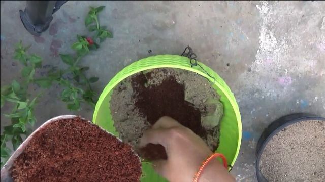 Aptenia or Baby Sun Rose#grow & care#repotting#potting soil#Best succulent plant for hanging basket смотреть онлайн