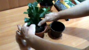 ПЕРЕСАДКА ДЕКАБРИСТА . КАК ПРАВИЛЬНО ПЕРЕСАДИТЬ ШЛЮМБЕРГЕРУ !!!