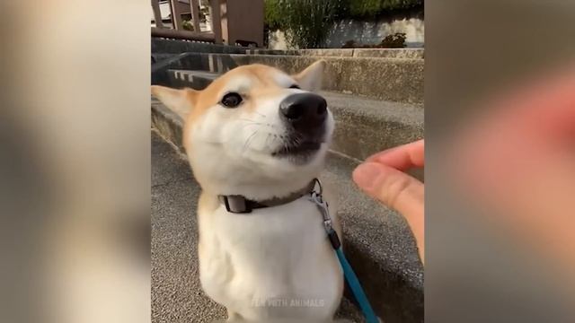 Самые смешные животные ? Приколы с котами и собаками 2023 ?? Часть 23 смотреть онлайн