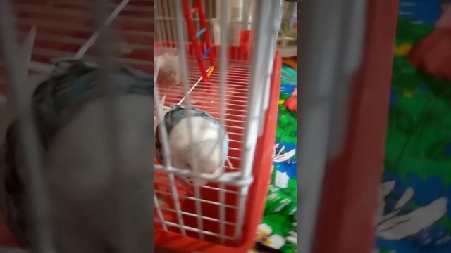 2 минуты смотрим за жизнью попугая Кеши смотреть онлайн