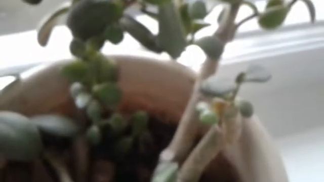 Цветы денег смотреть онлайн