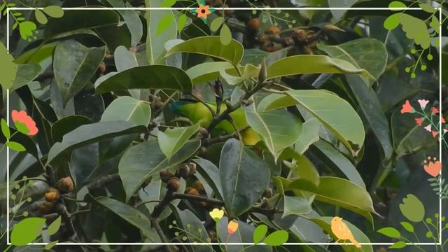 Yellow-throated Hanging Parrot facts ? endemic to the Indonesian islands of Java and Bali ?? смотреть онлайн