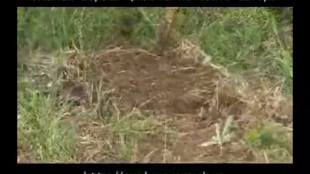 Огород 1 (плоскорез) в Родовом поместье. 1 часть смотреть онлайн