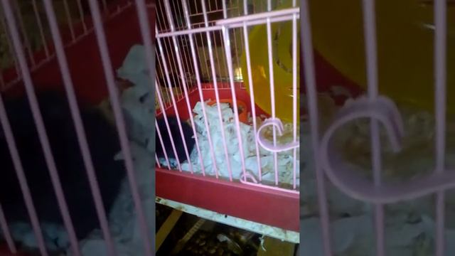 Что надо знать при покупке хомяка смотреть онлайн