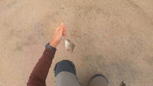 Big Hammer Grub Vs. Gulp Sandworm // Surf Fishing May 2023 смотреть онлайн